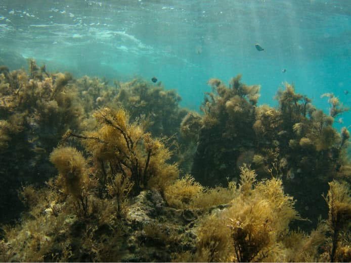 Fish swimming in the ocean above ocean plants