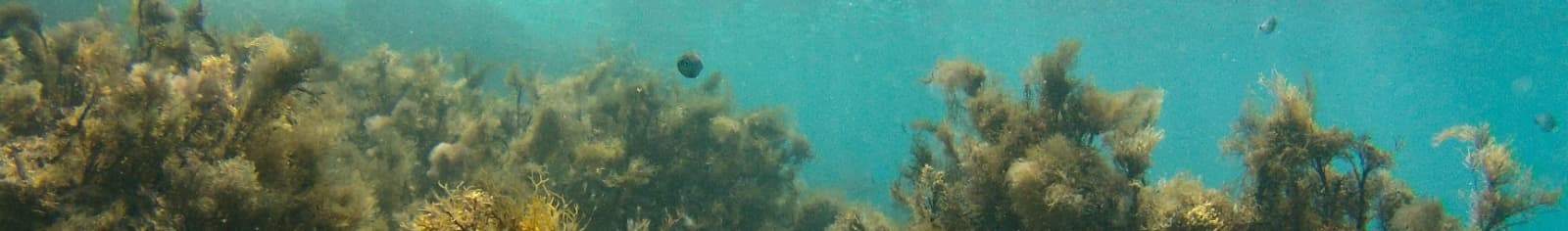 Fish swimming in the ocean above ocean plants